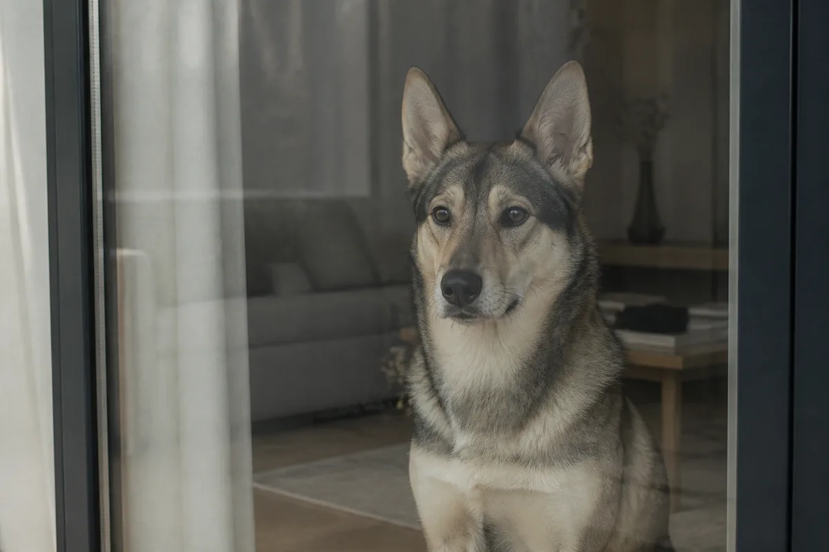 Chien attendant derrière une porte vitrée dans un salon calme