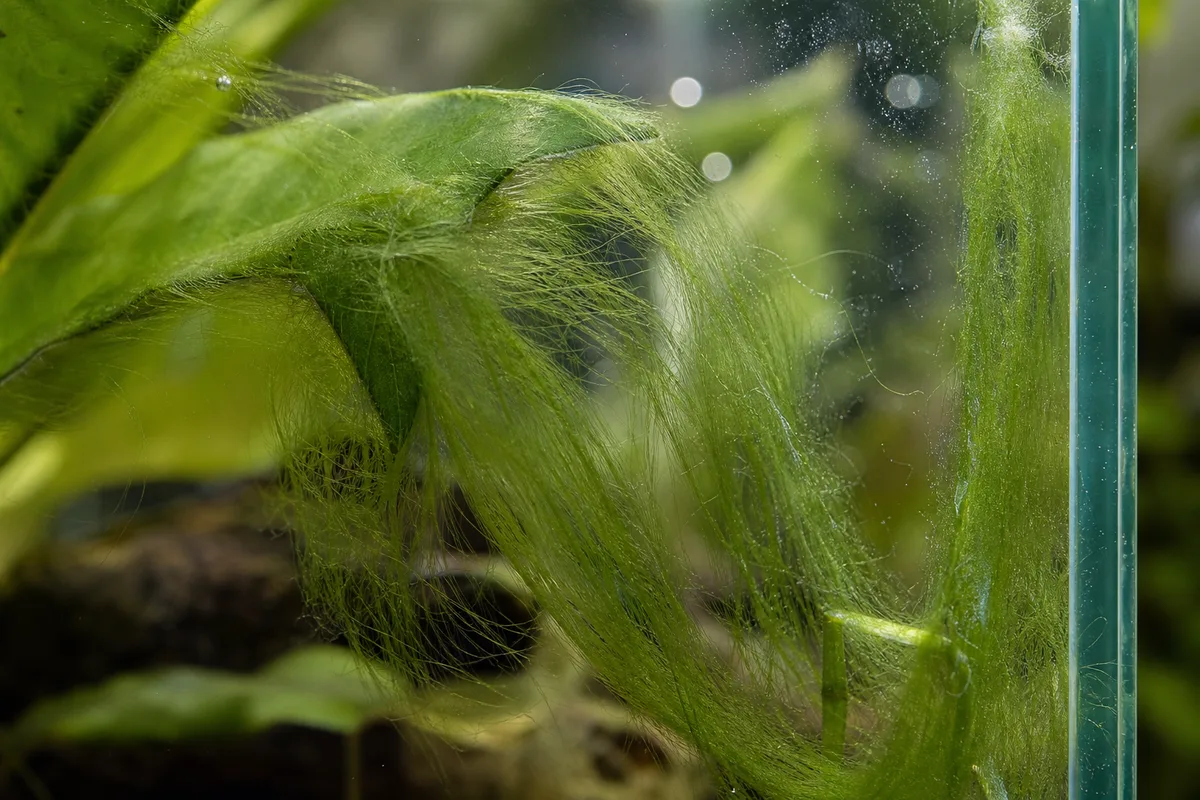 Voile d&rsquo;algues vertes filamenteuses sur les feuilles et la vitre d&rsquo;un aquarium d&rsquo;eau douce