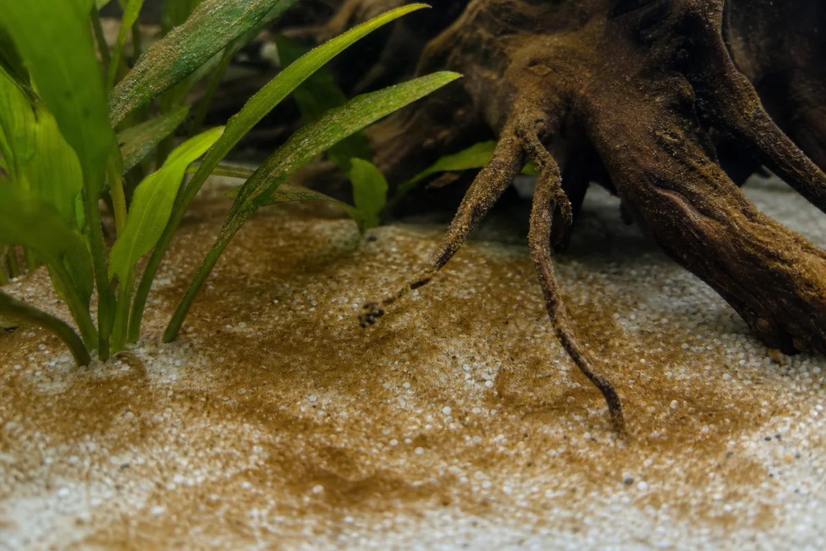 Dépôt brun de diatomées recouvrant le sable et les plantes d&rsquo;un aquarium récent