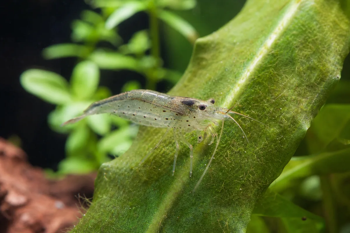 Crevette Amano en train de brouter des algues sur une feuille immergée
